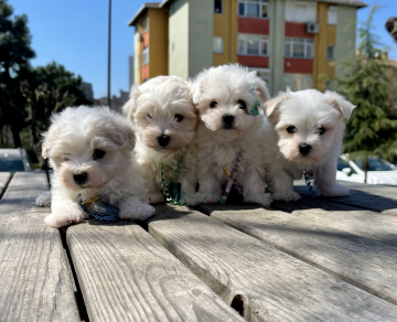 Maltese terrier safkan yavrular